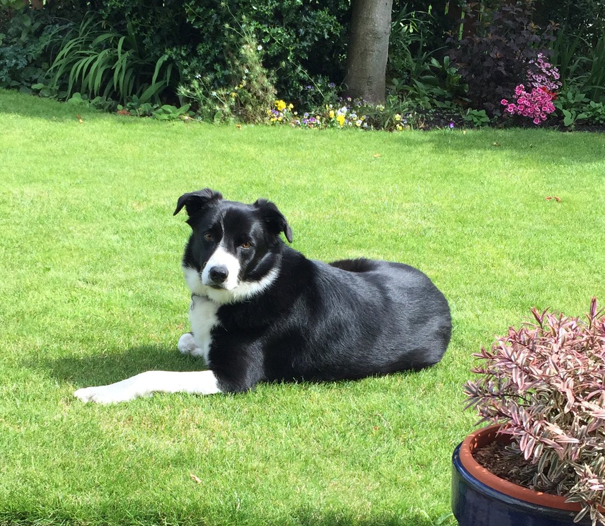 mo30125's tweet photo. I met a woman yesterday who told me I shouldn’t have taken my dog for a walk as it was a ‘Ban Collie Day’. (Think about it!) 😄 https://t.co/FK7qGMDFkj