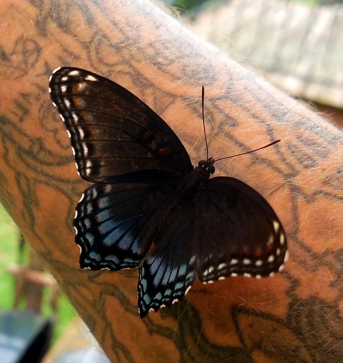 MegaMike_T's tweet photo. Had a visitor from nature while sitting on the patio earlier. #Butterfly #nature https://t.co/yReMzCtST6