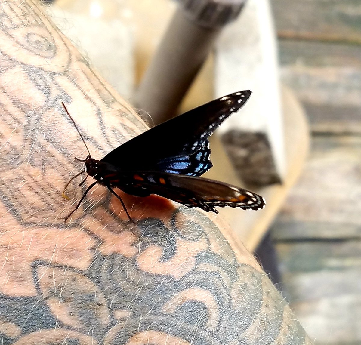 MegaMike_T's tweet photo. Had a visitor from nature while sitting on the patio earlier. #Butterfly #nature https://t.co/yReMzCtST6