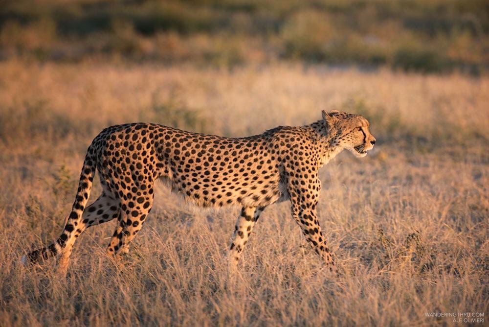 wandering_thru's tweet photo. #ZebraMigration itinerary alert!
Deep in the heart of Botswana, Nxai Pans is the home of the yearly zebra migration during the green season.
Donβt miss the opportunity to join this epic fully inclusive 8 night safari π€©
Only $4350pps for more details π https://t.co/KdxeCB38c1 https://t.co/YOh1akaMYB