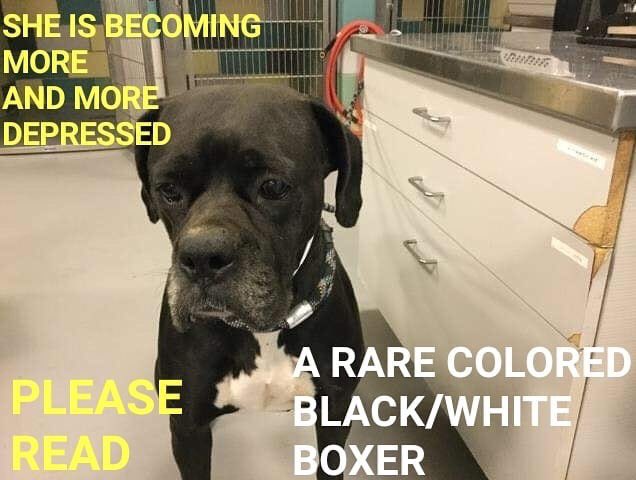 MoishesMom's tweet photo. 🆘️🚨👇🏻Rina was dumped by her family after 5 yrs of loyalty ☹️😖😭She’s dumbfounded. This sensitive Boxer girl is at #Riverside #Cty #AC, #San #Jacinto #Valley #Animal #Campus #CA Her ID is #A1539489
Call (951)-358-7387 🙏🐾🐾👇🏻🙏#SaveRina #ID1539489 #DeathRowDogRiversideCA 🚨 https://t.co/d8U7bnrnPL