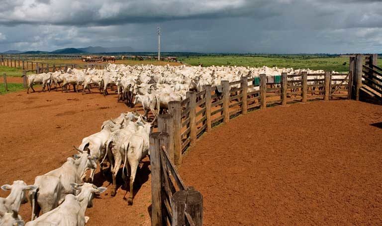 GlobalCanopy's tweet photo. Read all about our research with @CDP into the big brand names exposed to Brazilian deforestation risk through their beef and leather supply chains https://t.co/hahZn4tpDk via @mongabay 

#AmazonFires #Deforestation #Adidas #Nike #DFS #BMW #Volkswagen https://t.co/shwAlcbjgX