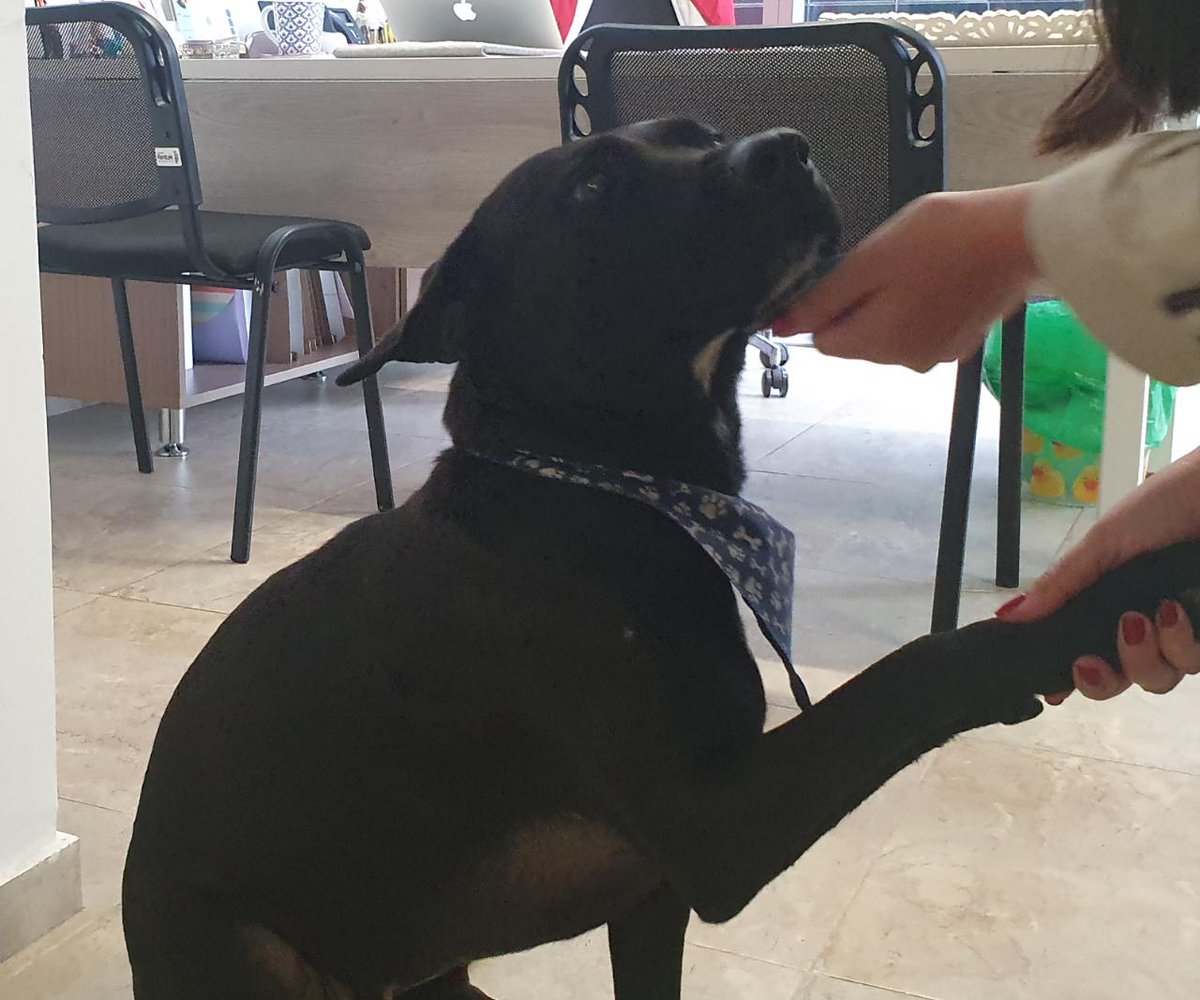 TransMilenio's tweet photo. Ayúdanos a que esta perrita 🐶 vuelva a casa 🏠

A TransMilenio llegó esta linda mascota 🐾, que al parecer está perdida. Si conoces a sus dueños por favor comunícate al ☎️ 2203000 extensión 1401.

Con tu colaboración, ella volverá con sus seres queridos ♥️ ¡Dale RT! https://t.co/djqNa7I61d