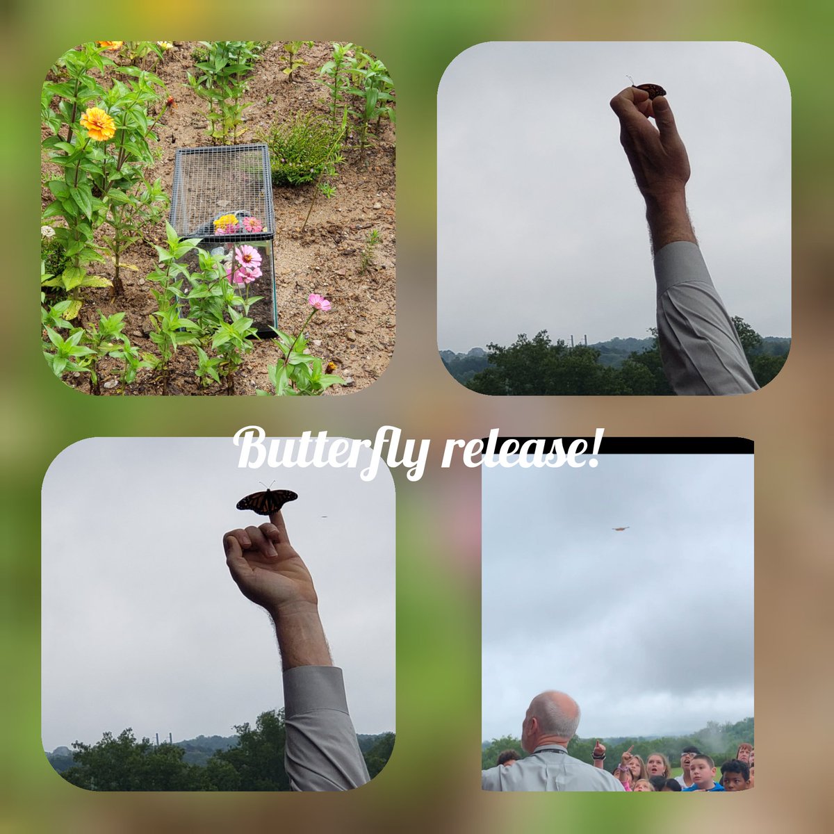 Butterfly release today! The kids loved watching it grow through stages and then fly away today! #scienceisocool #totalllyengaged
<a href="/CherokeeSchools/">Cherokee Co. Schools</a> <a href="/tmsinfo/">Tms Info</a> <a href="/mgaudio74/">Mike Gaudio</a> <a href="/murphyTMS/">Beverly Murphy</a> <a href="/FurnishC/">Furnish 🌍</a>