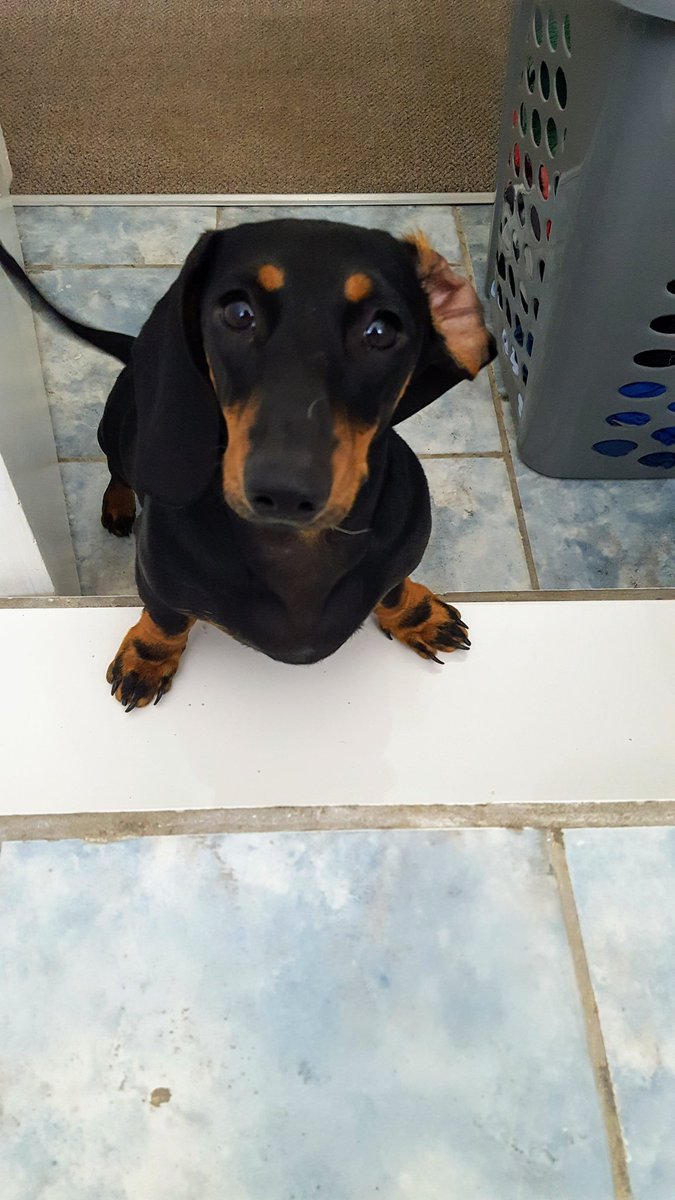 funkyfransie's tweet photo. #InternationalDogDay  That look Boela gives me whe i use two ply paper with dog pictures on..... https://t.co/4mwyq0K6uR