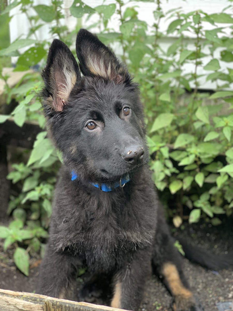 DeadwoodNotch's tweet photo. Buckwheat thinks he needs to sit in the flower box. #GermanShepherd #workingdog #homesteading https://t.co/gRy8imojfe