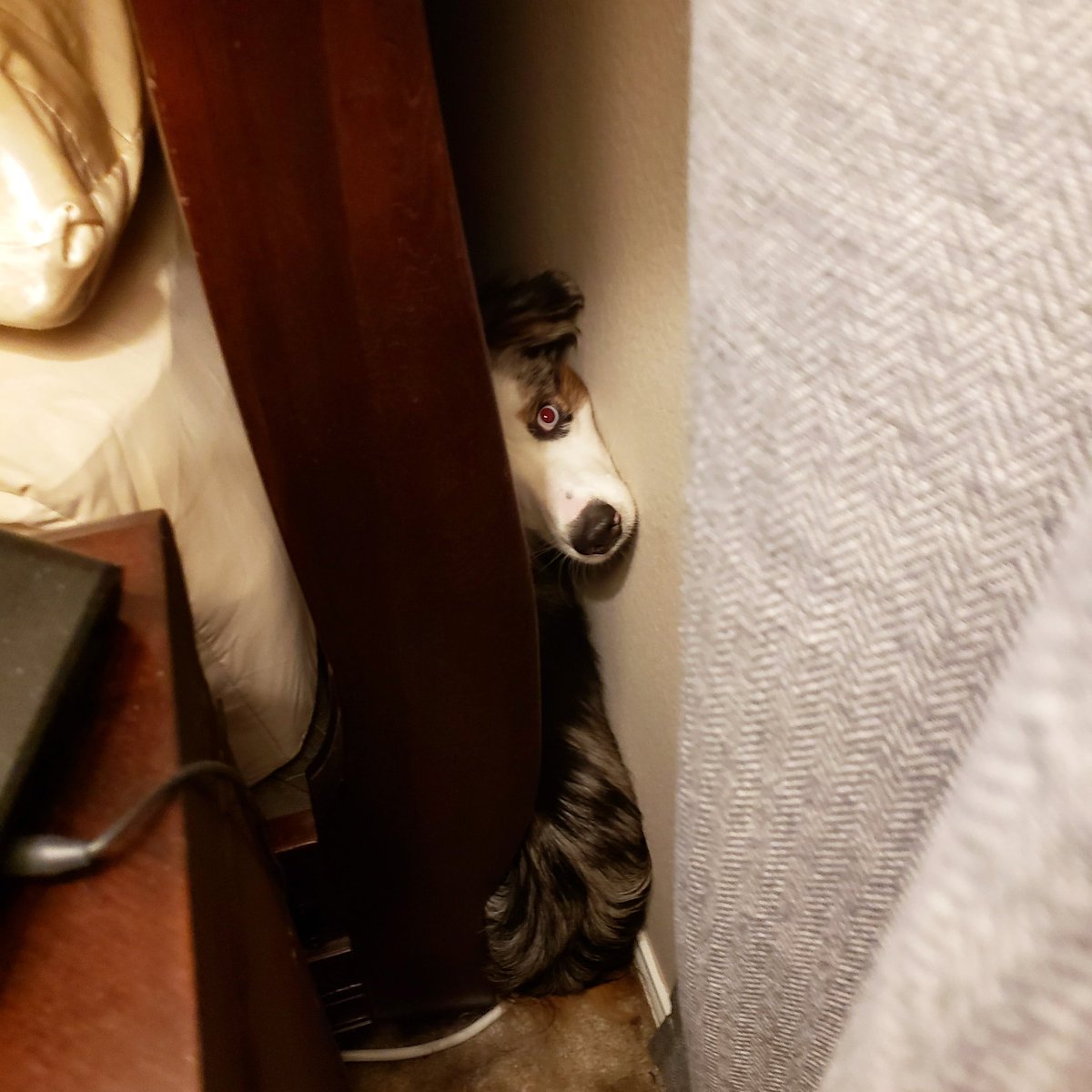 NonsensicalStef's tweet photo. Zero got stuck behind the bed this morning and couldn't free himself 🤦🏼‍♀️🤦🏼‍♀️
#reasonswhyimlate https://t.co/uThIuJzobZ