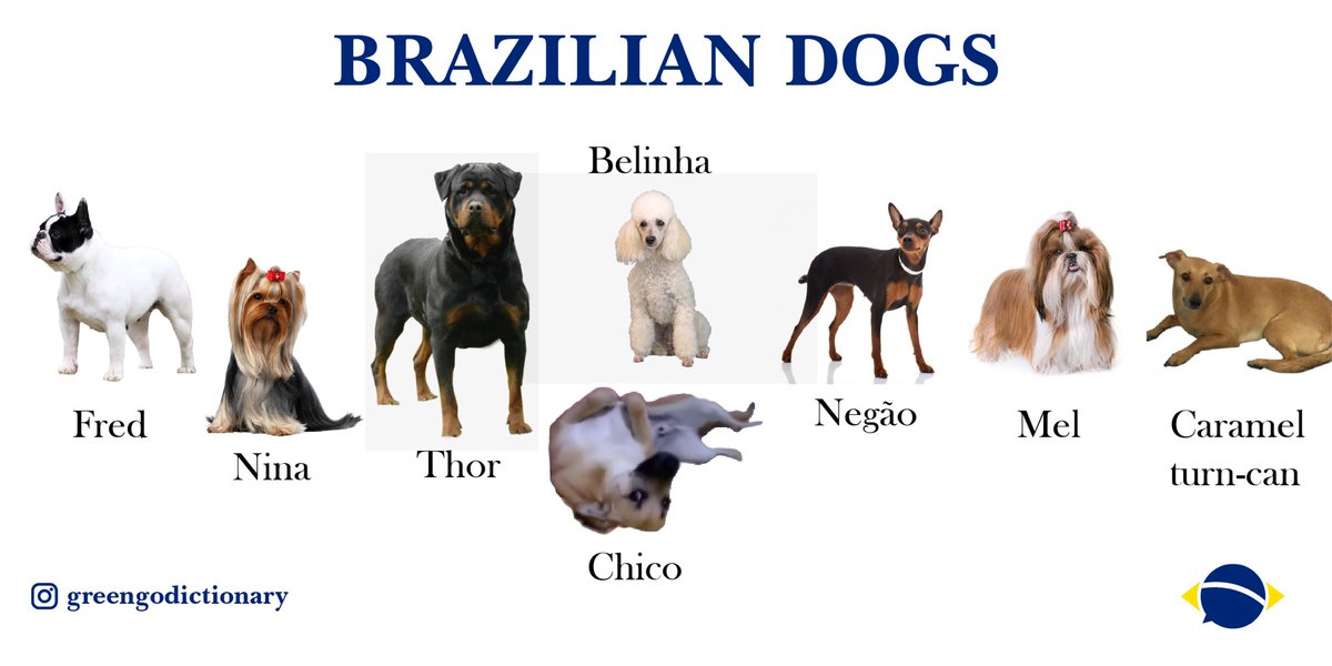 Greengo Dictionary On Twitter Brazilian Dogs