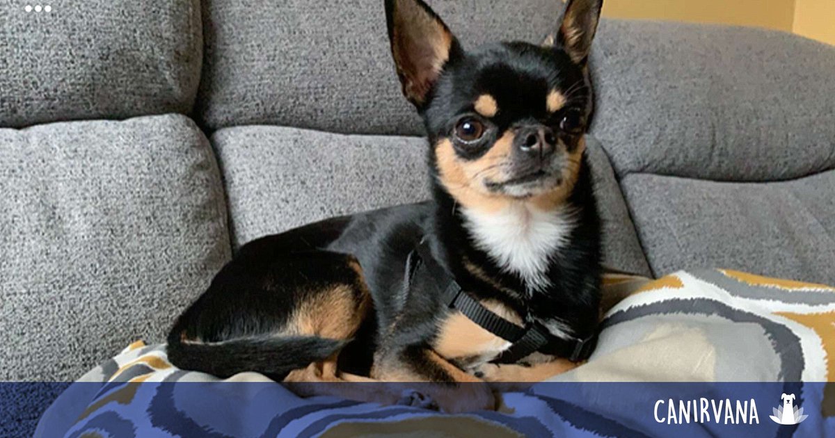 _canirvana's tweet photo. 📘 Consultation Moustic - 🤓🐶😍

Je vous présente Moustic, Chihuahua mâle de 3 ans qui se trouve être réactif à tout être vivant inconnu.
#chien #chihuahua #dog #reactivite #educationcanine #apprentissage #canin #comportementaliste #animaux #francheComte #Doubs https://t.co/VmvhGspukf