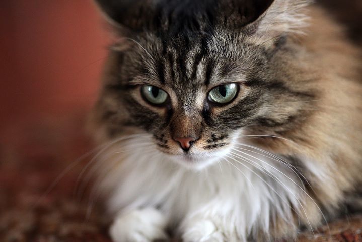 CuteCatsStore's tweet photo. The purr

As everyone knows, a purring kitten is a happy kitten. A newborn kitten will purr to tell her mother that she’s comfortable and secure. Purring is a sound of contentment, and a clever kitten will use it to get more than her share of stroking. And you’ll no doubt be… https://t.co/jnWywCF2ip