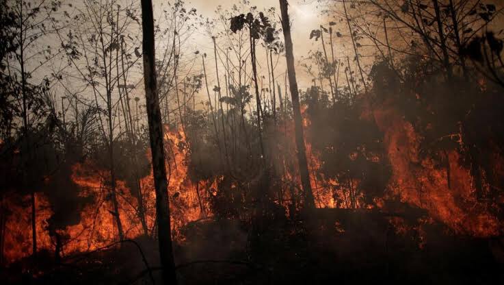 KivuHoney's tweet photo. La Forêt Amazonienne qui produit plus de 20% d’oxygène mondial est en feu. Ensemble, nous pouvons sauver notre planète.
#PrayForAmazonia #ODD

The Amazon Rainforest that produces more than 20% of world’s oxygen is on fire. Together, we can save our planet.
#PrayforAmazonia #SDGs https://t.co/i7FNUYhOdC