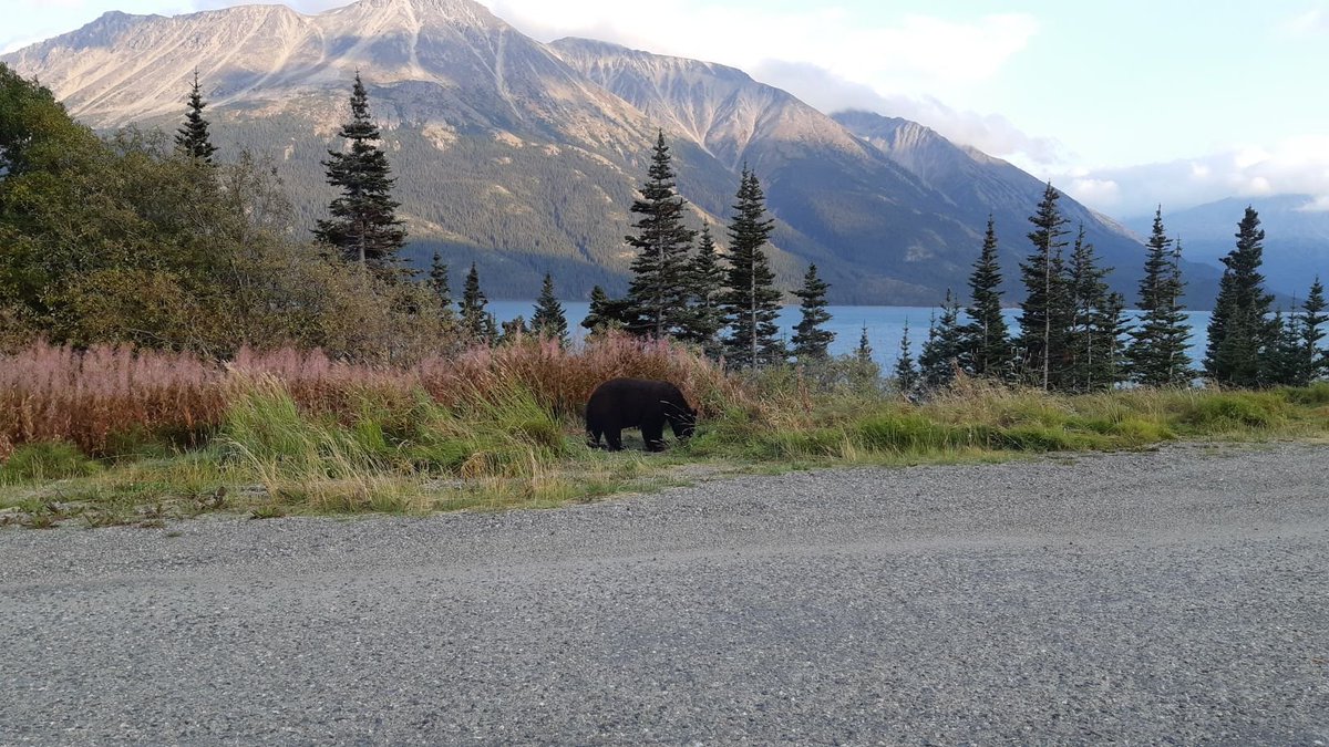 paul_glover's tweet photo. Still having a blast in #Whitehorse #Yukon! Simply breathtaking (yes, that is a bear). I highly recommend #NorthernTales for #AuroraBorealis viewing and #LumelStudios for beautiful #glassblowing pieces! https://t.co/08LcbQdGZh