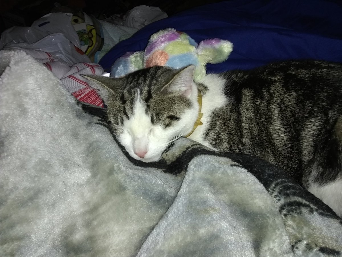 Even though Smokey Joe thinks he is a dog, he is my baby. Happy birthday