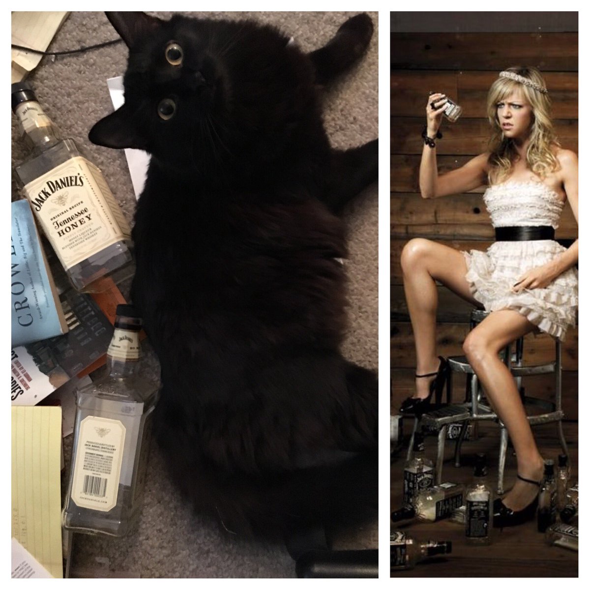 Rjudicata's tweet image. #catcasting Neko is basically Kaitlin Olson’s twin trapped in a cat.