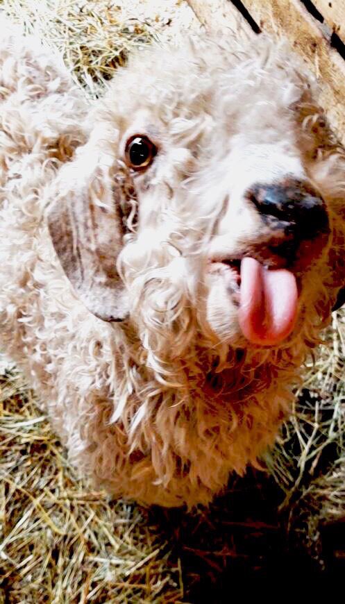 lambsfarm's tweet photo. We don't know about you, but we think Valentine should be the official mascot of #ToungeOutTuesday. 😂 https://t.co/ad5LnWtn5L