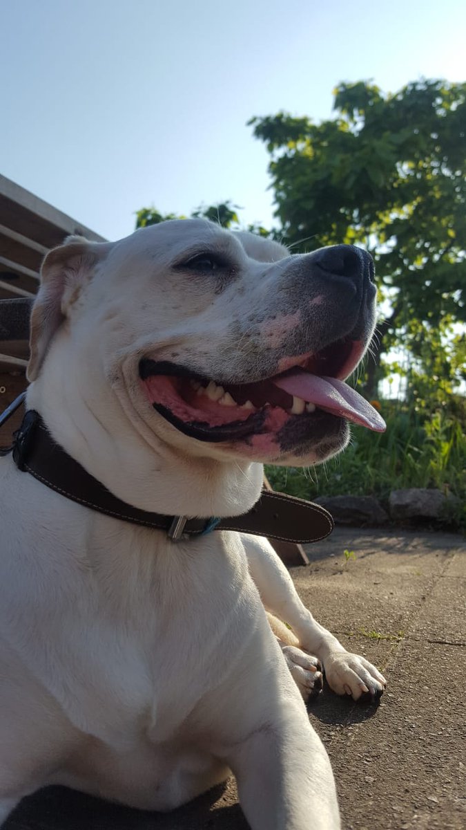 SpinMcr's tweet image. Beds arrived for @streetpawsvet Kennels at Spin, excited to get them open n full, no more does a street dog owner have to make the heart breaking choice of the dog or a bed.#endhomelessness