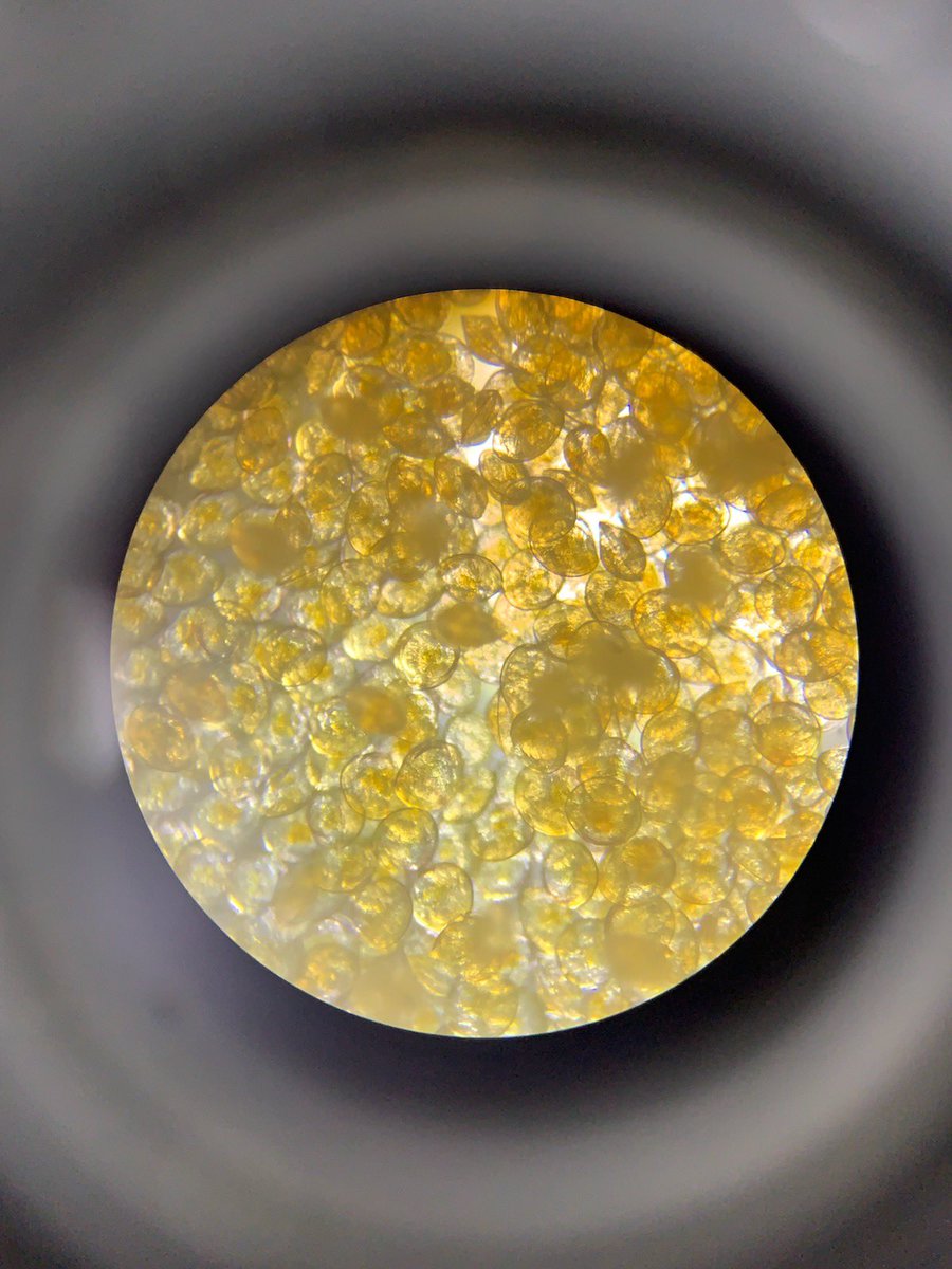 algafeed's tweet image. Mercenaria mercenaria (hard clams) raised on Algafeed’s “pre-set blend” of microalgae! #aquaculture #algae #microalgae #hardclams #shellfish #aquafarm #Florida #algafeed #marinelife