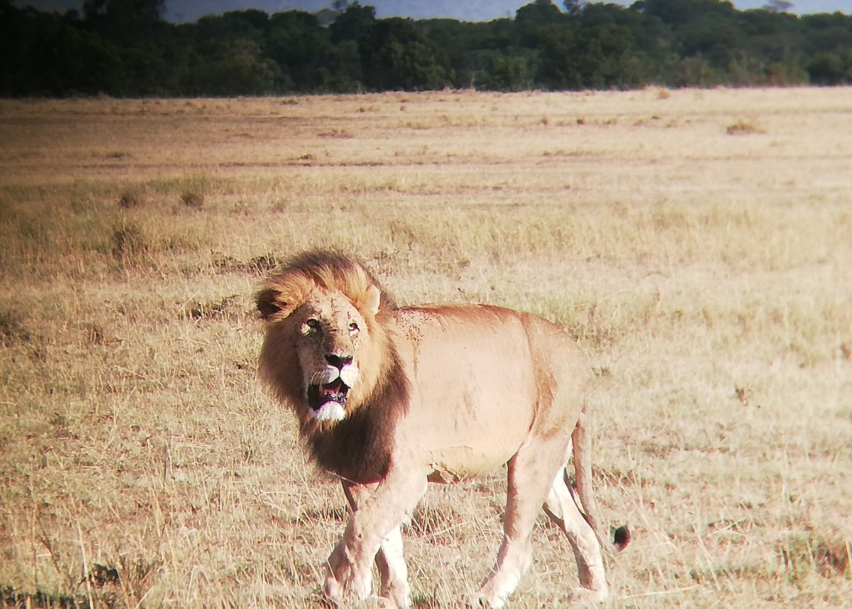 dsadera4's tweet photo. King of the Mara. https://t.co/W4t2KZOhcW