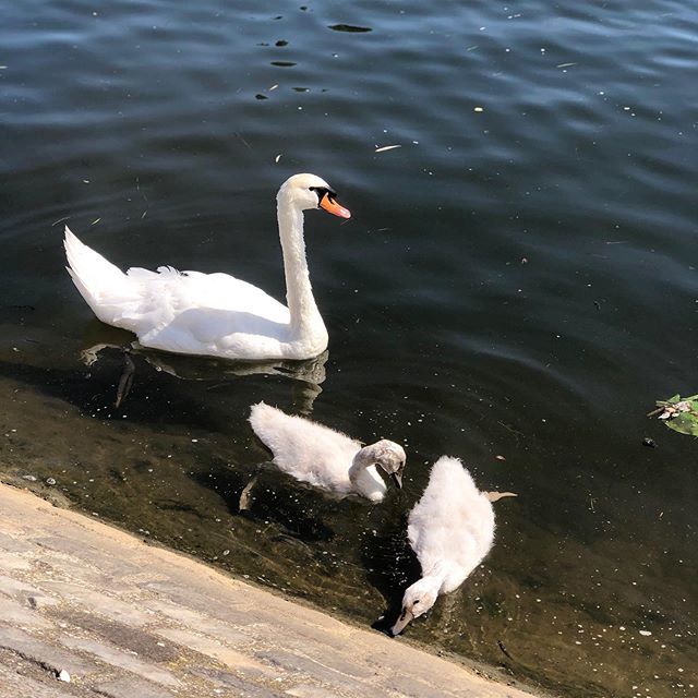 haveneverbeen's tweet photo. The smallest baby swans 🦢 I’ve ever seen 💜
Biodiversity in the town Auxerre 🇫🇷 #naturephotography #naturelovers #swan #yonnetourisme #auxerre #bourgognefranchecomte #bourgognetourisme #burgundy #france_vacations #france #travelphotography #traveler #… https://t.co/PktFVYsCvd https://t.co/ygajmnbfHN
