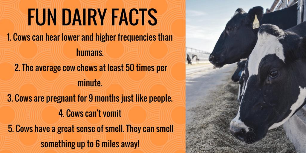 agoasisllc's tweet photo. Check out these fun dairy facts about our industry! #dairy #dairyfarmers #dairycows https://t.co/oVUgGga8Ow
