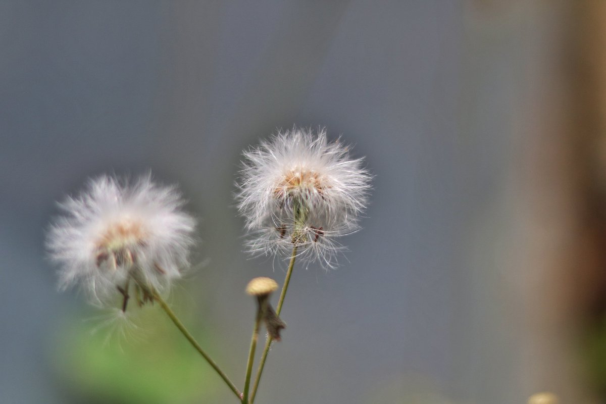LuckyTina11's tweet photo. No better way is there to learn to love Nature than to understand Art. It dignifies every flower of the field.
Be honest, be nice, be a flower not a weed.
Fara's shots.
Good evening twitter Family
#flower
#FaraPhotography https://t.co/qpbEvzUltK