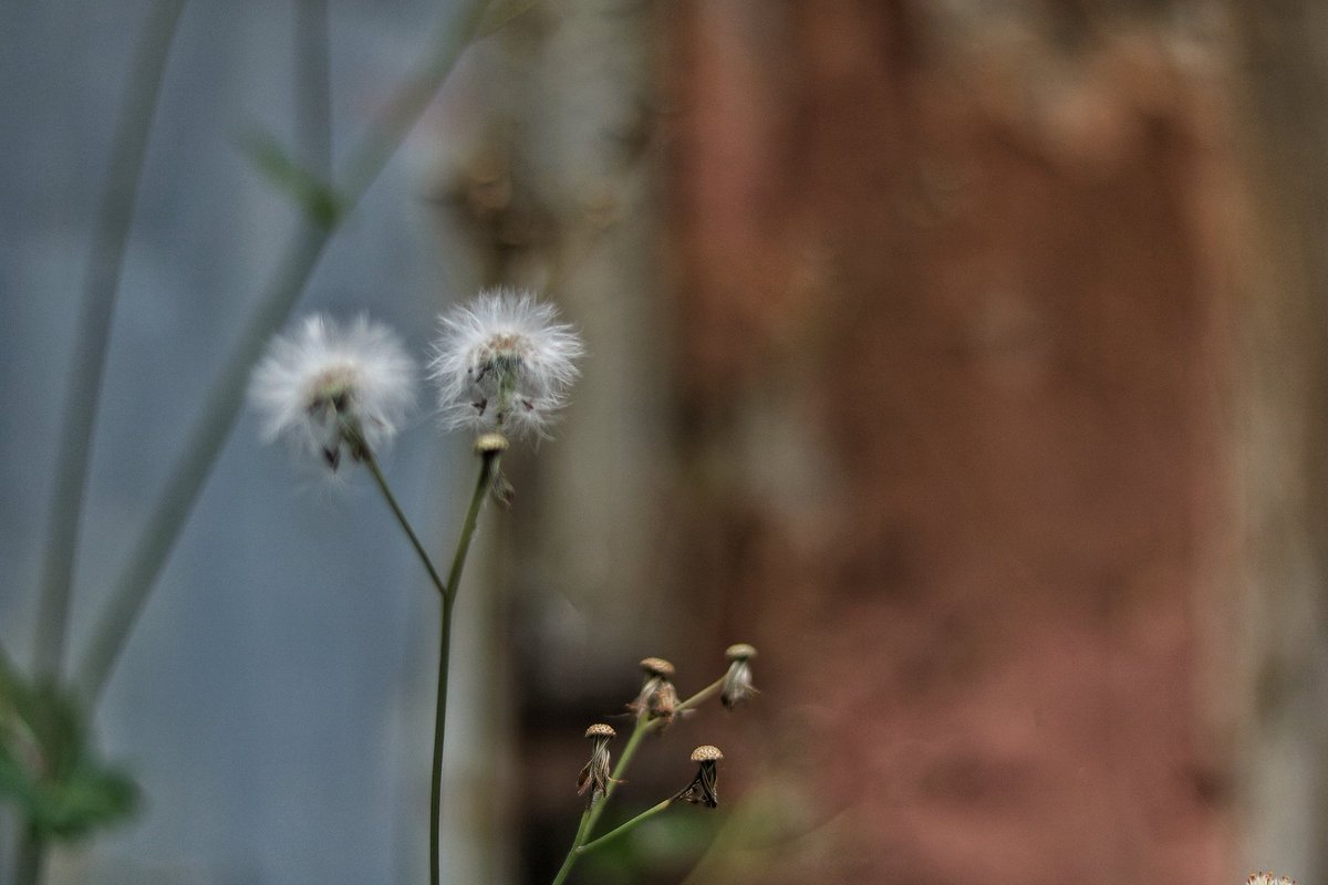 LuckyTina11's tweet photo. No better way is there to learn to love Nature than to understand Art. It dignifies every flower of the field.
Be honest, be nice, be a flower not a weed.
Fara's shots.
Good evening twitter Family
#flower
#FaraPhotography https://t.co/qpbEvzUltK