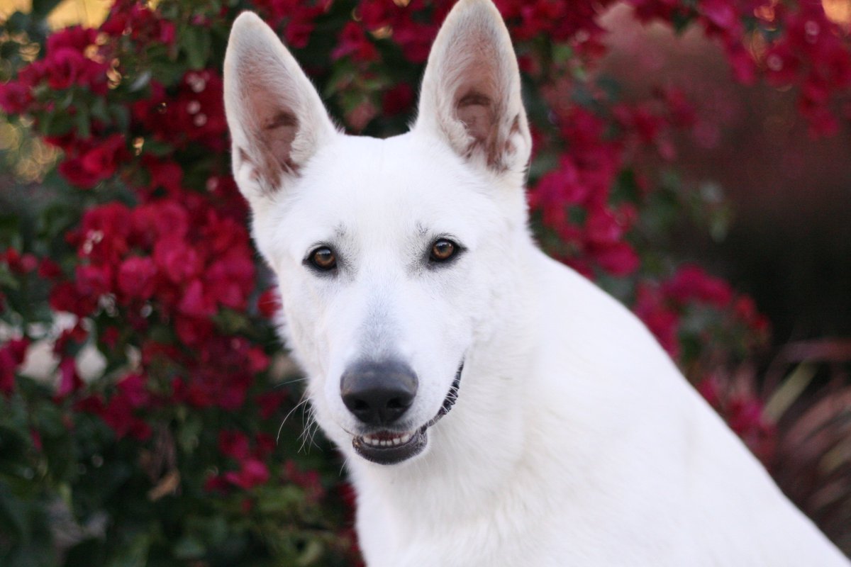 Dr Derek's puppy, Olaf :)