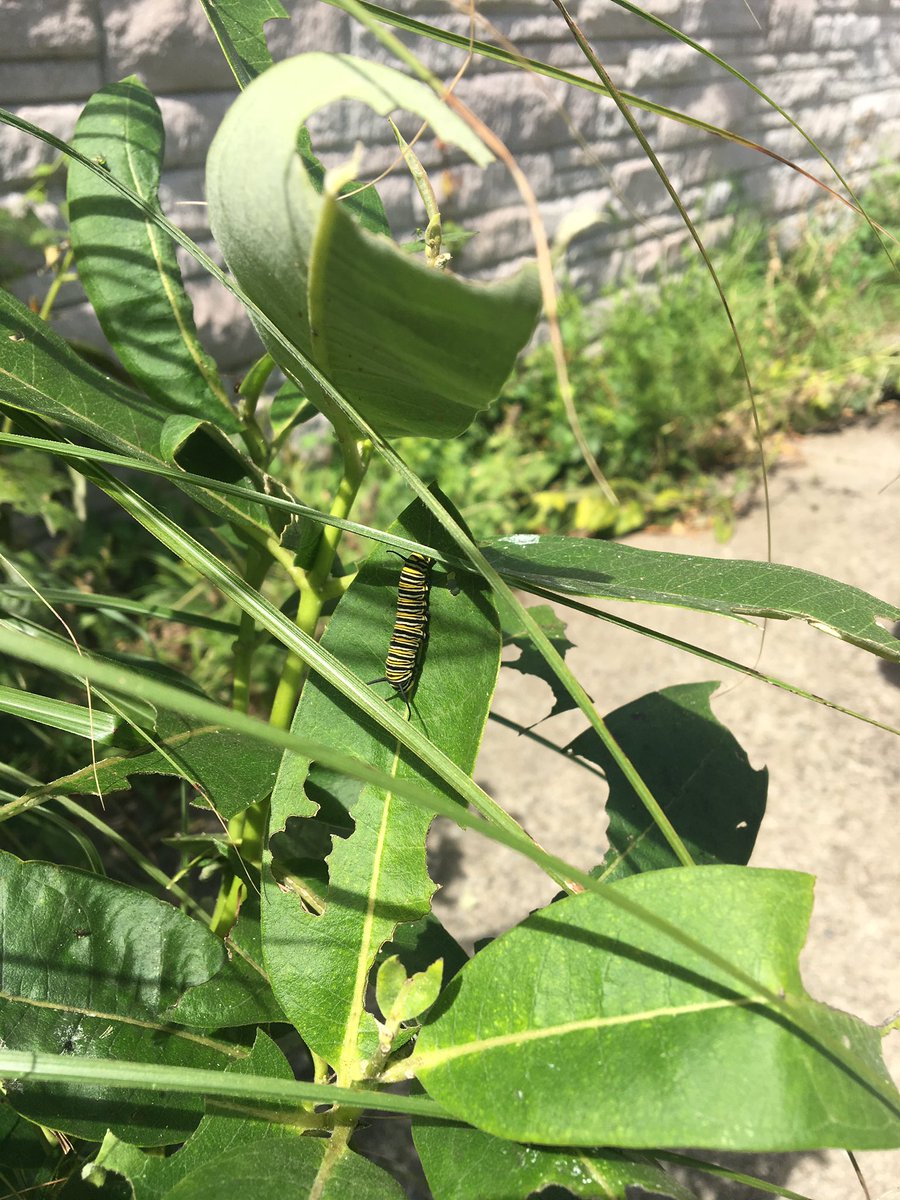 CWCJefferson's tweet image. Monarch watch update.  We found a bunch more by the door.