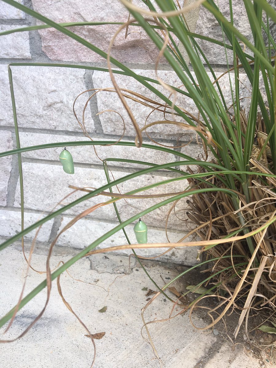 CWCJefferson's tweet image. Monarch watch update.  We found a bunch more by the door.