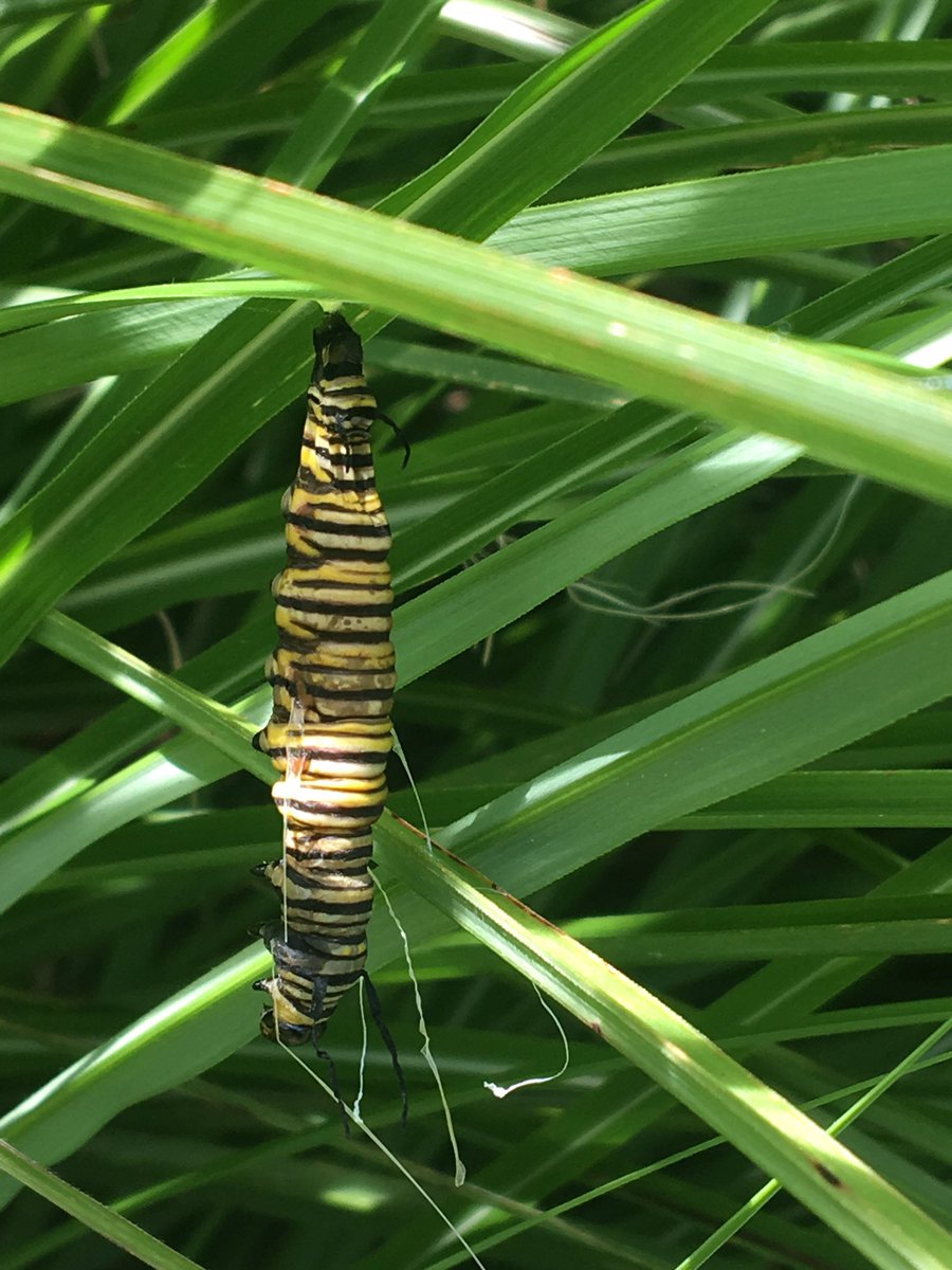 CWCJefferson's tweet image. Monarch watch update.  We found a bunch more by the door.