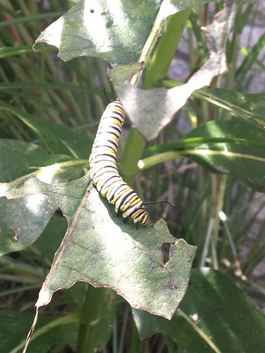 CWCJefferson's tweet image. Monarch watch update.  We found a bunch more by the door.