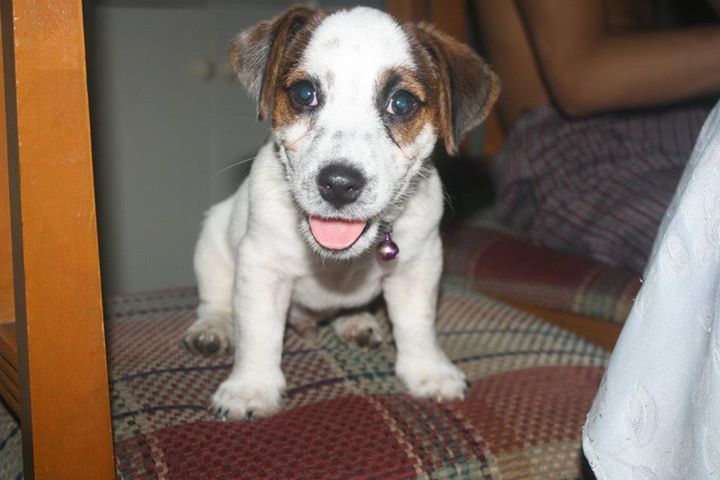 Lemborghinii's tweet photo. August 15 2019

I know being busy is never an excuse to remember you on your day, maybe that's why i saw a JRT who looks like you weekend prior your birthday - to remind that you're always with me. Happy 8th birthday to the most competitive dog. I love and miss you everyday! https://t.co/lKmyEFsePp