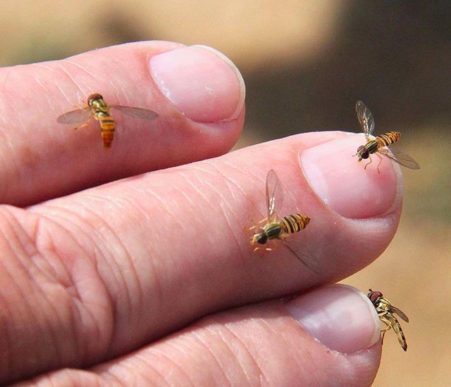 beepublic's tweet photo. Hover Flies. They are not bees! The easiest identifier is that they only have one wing on each side and bees have two wings per side. They cannot sting or bite although while they are licking you, you can feel it and you might think you are about to be stung, but they are af… https://t.co/7Gw97nKfxf