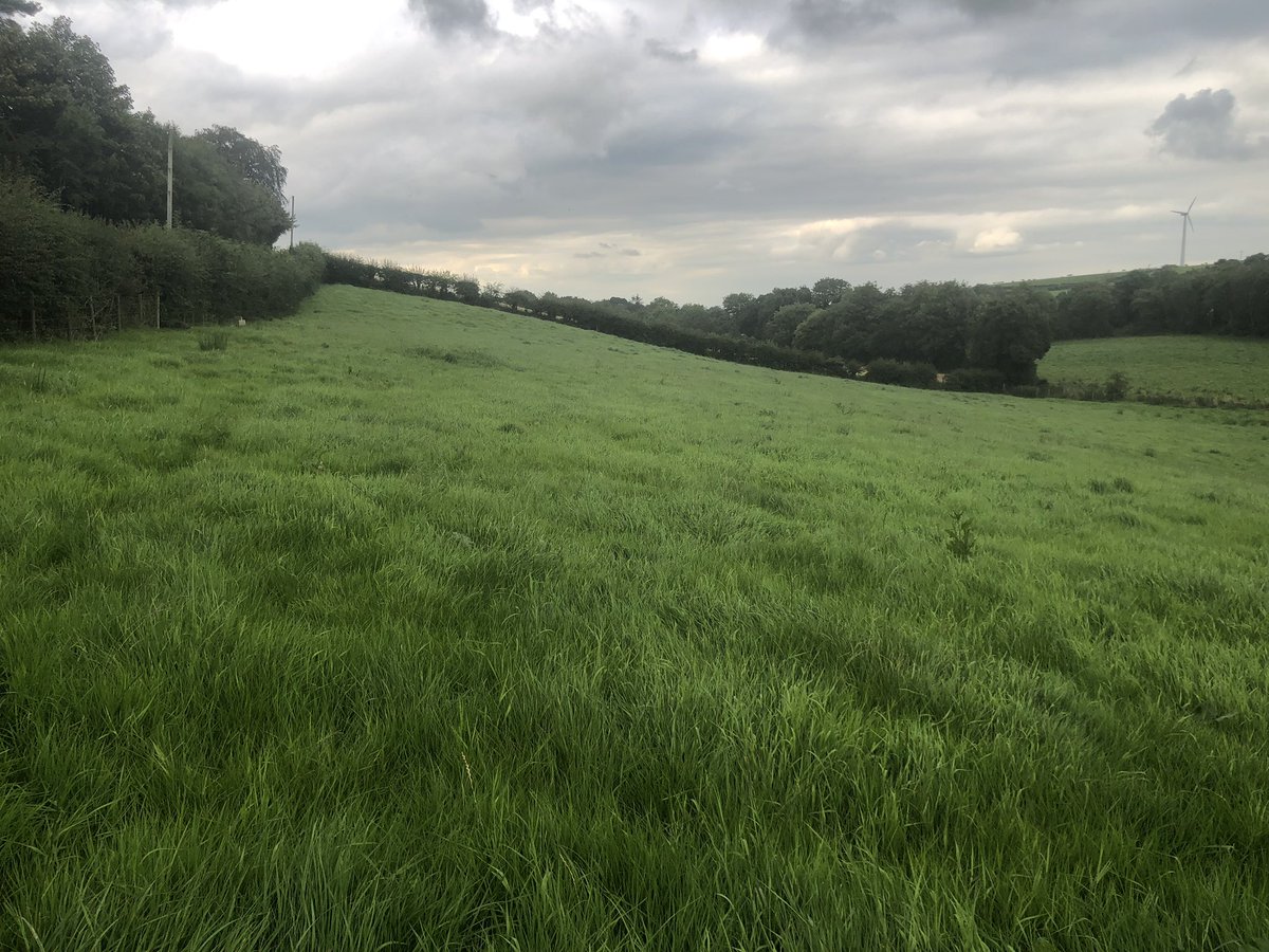 in Ireland, the extinction crisis is green:1) green fields are sterile and simple. each was created through the destruction of a complex wood, bog or meadow that came before. their simplicity is maintained with herbicide and by overloading the soil with nitrates and phosphates