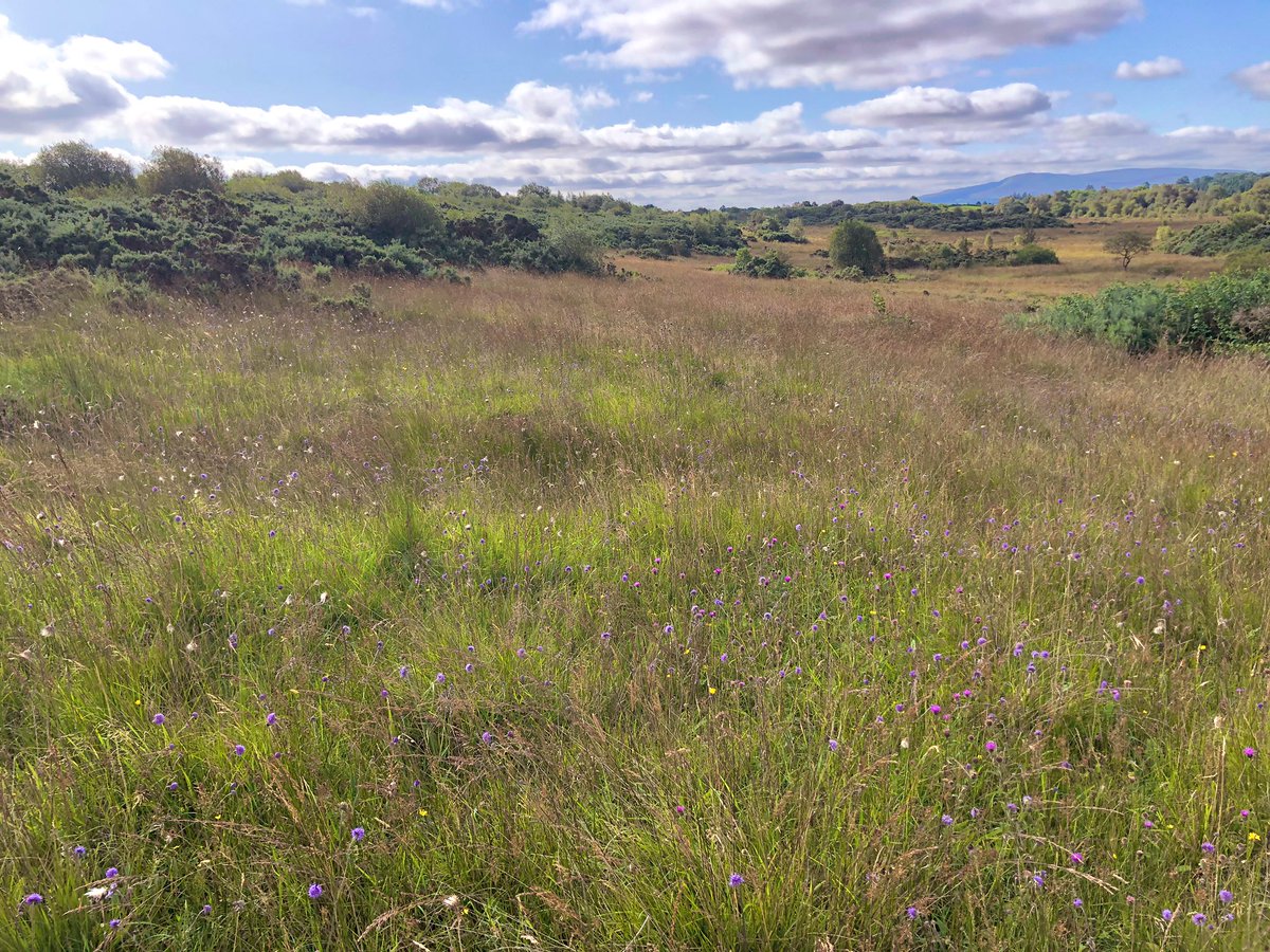 4) pre-sterility, cattle are/were grazed in pastures like below (what today we often call wildflower meadows). these complex grasslands can support a huge diversity of life, including rare species such as the marsh fritillary butterfly