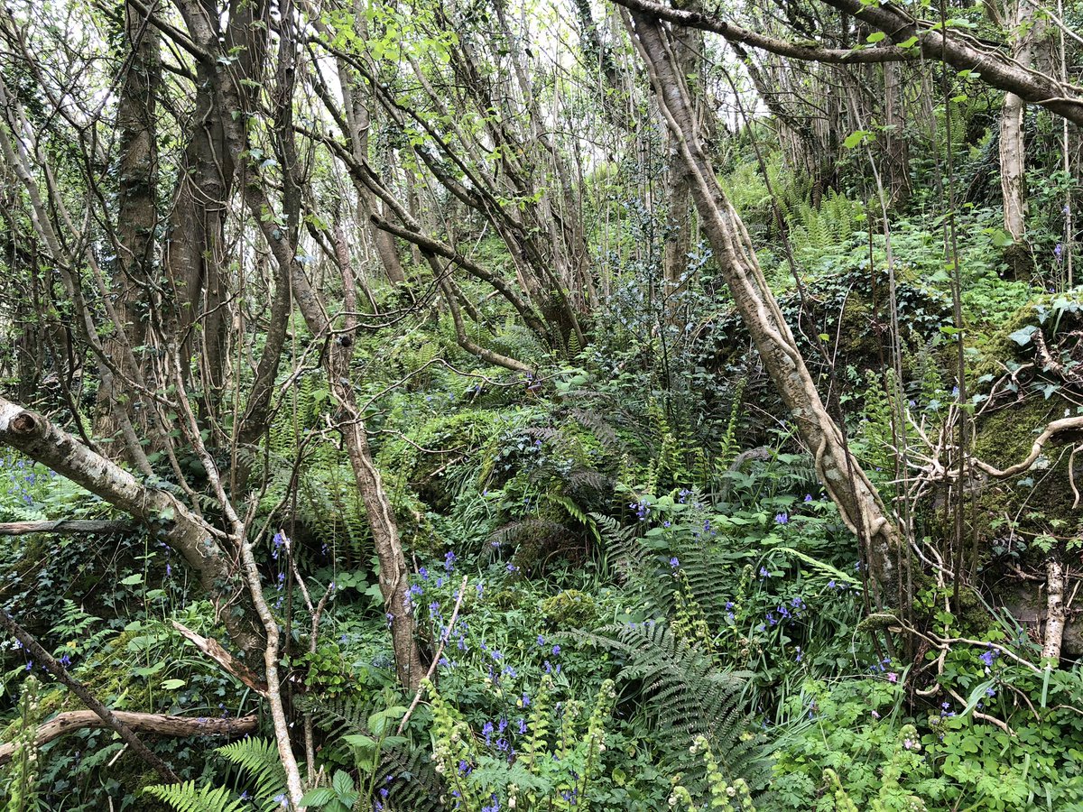 8) lastly, idealising sterile green landscapes is kind of heartbreaking: lifelessness if not something to be proud of. instead, get to know our woods, meadows and bogs - they are magical, underrated places in need of a lot more love