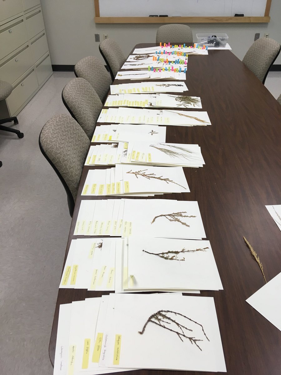 A little late in posting, but Jian <a href="/UNL_APS/">AppliedPlantSystems</a> did a great job presenting his poster on his #roadside work and a phenomenal job at mounting plants for #UNL students! We sure miss him! <a href="/unlagrohort/">Nebraska Agronomy and Horticulture</a>