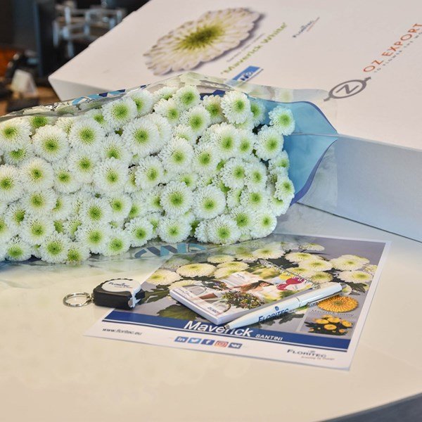 Floritec1's tweet photo. Vandaag Maverick White op 🎉NOVELTY TUESDAY🎉
bij @OZExport
😎 Let's start of with a box of Santini Maverick by Monnikenwaard and Floritec.
- fresh green centre
- high stem weight
- good vaselife
#OZExport #ToFlowerTheWorld #NoveltyTuesday #FloralInspiration https://t.co/mQnsIHOVX9