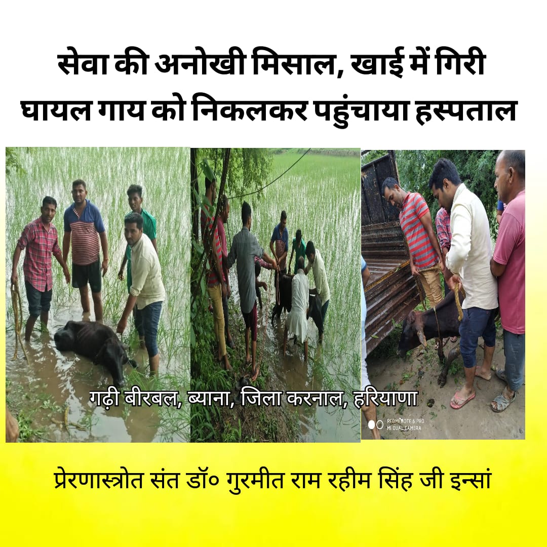 BetiPyari's tweet photo. #ProtectingTheVoiceless under the Teachings of Saint Dr. @Gurmeetramrahim Jii ,, Injured animals get treated by the volunterrs of @derasachasauda #Humanism #Welfarism #ProudWork✨🌸 https://t.co/8eke6TgMsK