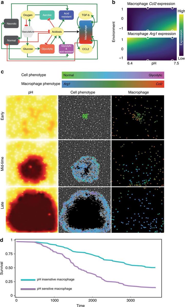 Sandy Anderson (@ara_anderson) on Twitter photo New paper led by <a href="/asmaakenawy/">Asmaa El-Kenawi(She/her)</a> and <a href="/cgatenbee/">Chandler Gatenbee</a> along with <a href="/markrt_/">Mark R-T</a> <a href="/luddyka/">Kimberly Luddy</a> just published in <a href="/BrJCancer/">British Journal of Cancer</a> on how Acidity promotes tumour progression by altering macrophage phenotype in prostate cancer nature.com/articles/s4141⦠<a href="/MoffittPSOC/">MoffittPSOC</a> @NCIPhySci New paper led by <a href="/asmaakenawy/">Asmaa El-Kenawi(She/her)</a> and <a href="/cgatenbee/">Chandler Gatenbee</a> along with <a href="/markrt_/">Mark R-T</a> <a href="/luddyka/">Kimberly Luddy</a> just published in <a href="/BrJCancer/">British Journal of Cancer</a> on how Acidity promotes tumour progression by altering macrophage phenotype in prostate cancer nature.com/articles/s4141⦠<a href="/MoffittPSOC/">MoffittPSOC</a> @NCIPhySci
