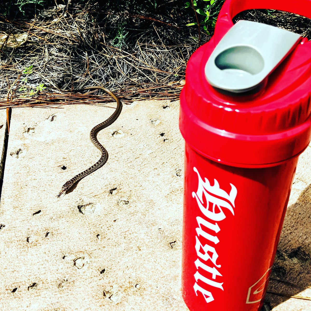 CycloneCupLLC's tweet photo. Cyclone Cup fans come in all shapes and sizes 🐍

You never know what you'll run into on a #CycloneAdventure

Find these red Cyclone Cups and more on https://t.co/CYYpLfEEdI today!

Don't forget to use code SUMMER2019 for 25% off!

#cyclonecup #shaker #worldsbestshaker https://t.co/RDVvQSSGhV