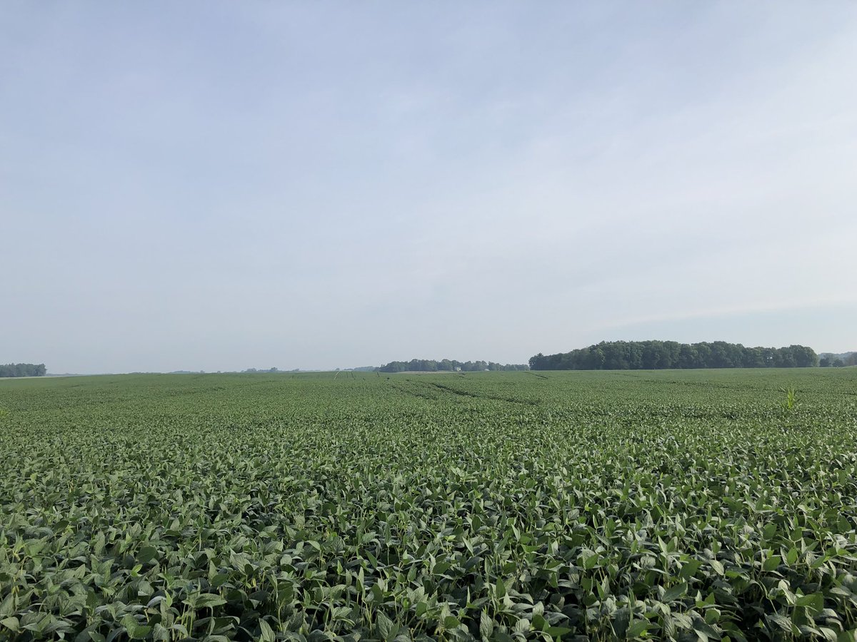 MarcosFae's tweet photo. Third stop in Indiana (Whitley County) Best looking crops since day 1 for our route. #soybeans came at a 1638.1 on a 3x3 plot. #corn at 191.9 bpa. Last year my highest soybean field sample came in at 1892.8 in Tipton County, Indiana. Corn at 212.1 bpa in Clinton County #pftour19 https://t.co/tL1XkbViwn