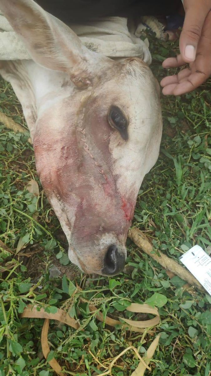 BetiPyari's tweet photo. #ProtectingTheVoiceless
@derasachasauda ✨ @Gurmeetramrahim .. Saving the Injured animals and treating them properly is such a work of #Welfarism #Humanism 🌸 #ProudWork !!! https://t.co/byrxtDPQPt