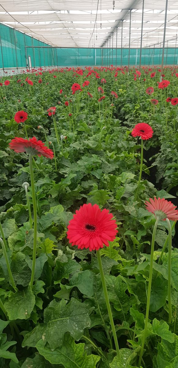 GinegarCover's tweet photo. Visiting our leading grower in Bangalore India…Growing India's top quality Gerbera Flowers to the upcoming valentine's day. Covered under Ginegar Driplock Cool Diffused Film- With our advanced technology reducing the stress of heat accumulating during day time... https://t.co/aToaV0g47r