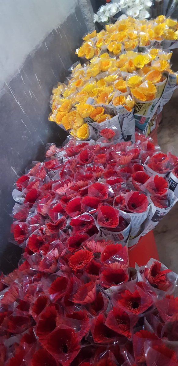 GinegarCover's tweet photo. Visiting our leading grower in Bangalore India…Growing India's top quality Gerbera Flowers to the upcoming valentine's day. Covered under Ginegar Driplock Cool Diffused Film- With our advanced technology reducing the stress of heat accumulating during day time... https://t.co/aToaV0g47r