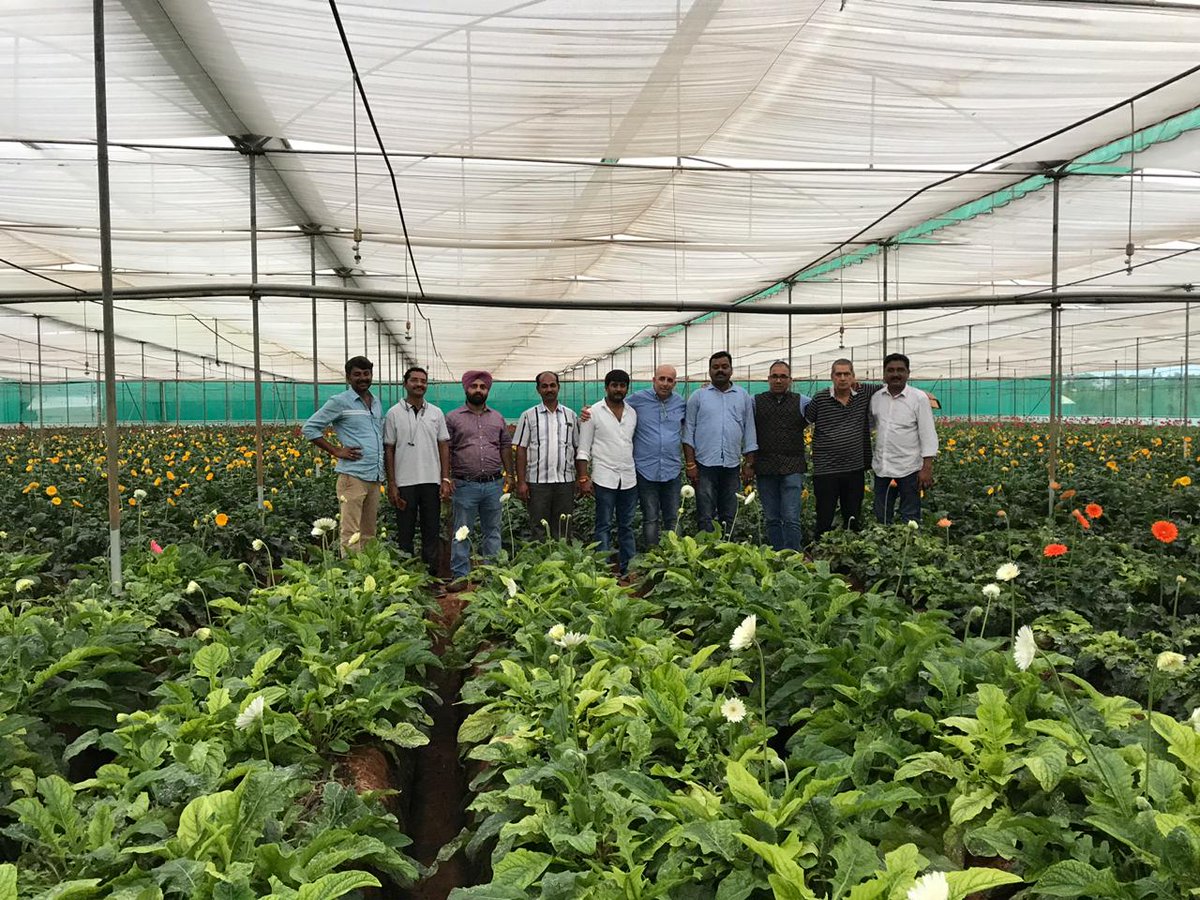 GinegarCover's tweet photo. Visiting our leading grower in Bangalore India…Growing India's top quality Gerbera Flowers to the upcoming valentine's day. Covered under Ginegar Driplock Cool Diffused Film- With our advanced technology reducing the stress of heat accumulating during day time... https://t.co/aToaV0g47r