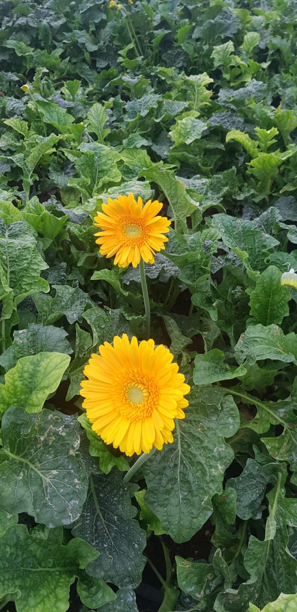 GinegarCover's tweet photo. Visiting our leading grower in Bangalore India…Growing India's top quality Gerbera Flowers to the upcoming valentine's day. Covered under Ginegar Driplock Cool Diffused Film- With our advanced technology reducing the stress of heat accumulating during day time... https://t.co/aToaV0g47r