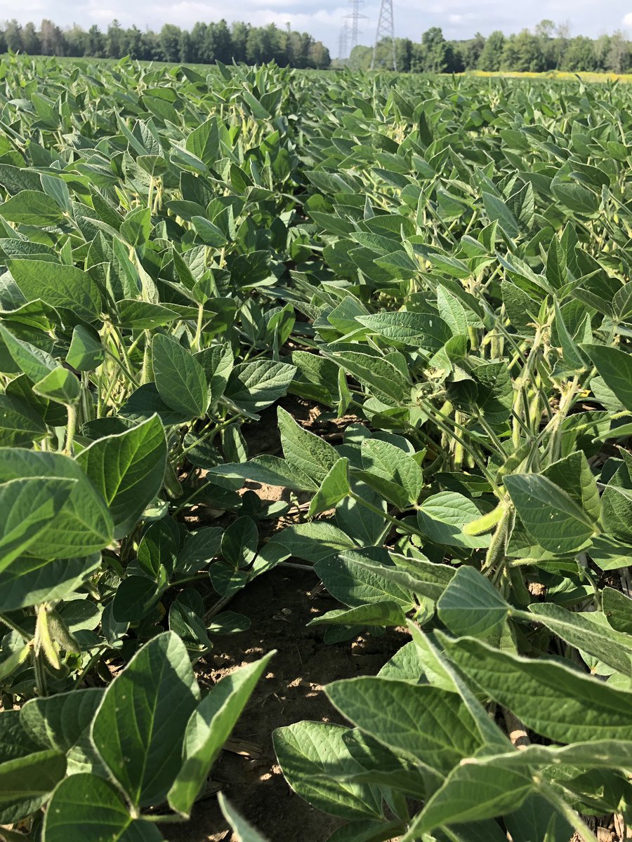 JoannaMWallace's tweet photo. No Fleabane troubles here! #Tavium keeping it clean even where canopy is open. @syngentacanada https://t.co/lA30DvbeuR