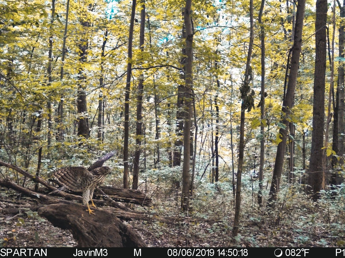 spartancamera's tweet photo. Our partners at Whitetail Edge brought us this amazing shot of a landing #Hawk. Are you seeing anything unexpected on your #trailcameras?
https://t.co/3YcnZ91Mo8 #birdofprey #bird #trailcam #cellularcamera #Wirelesscamera #nature #wildlife #predator https://t.co/DiEF37q79M