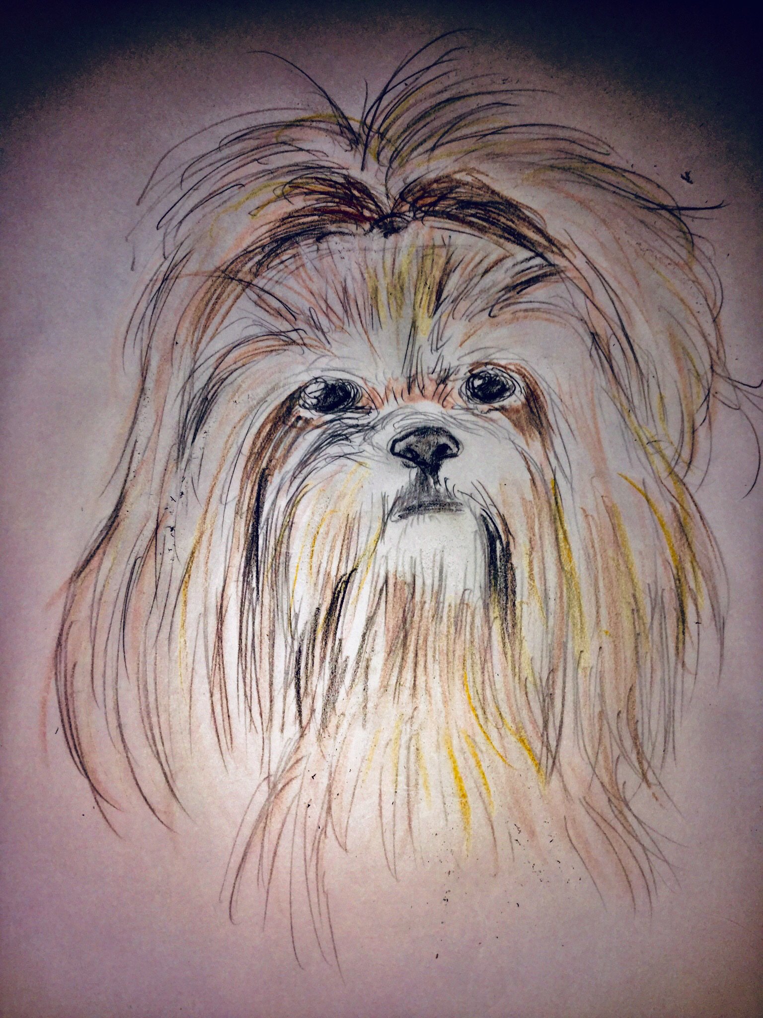 Judas シーズーちゃん チューバッカ 36犬種め 手描き イラスト 色鉛筆 色鉛筆画 動物画 犬の絵 鉛筆画 アナログ絵 シーズー T Co Vuic8msk6g Twitter